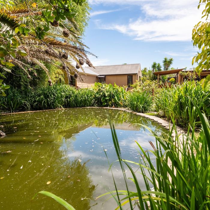 Koi and duck pond